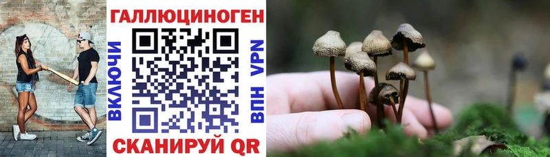 где найти   Унеча  Псилоцибиновые грибы Cubensis 